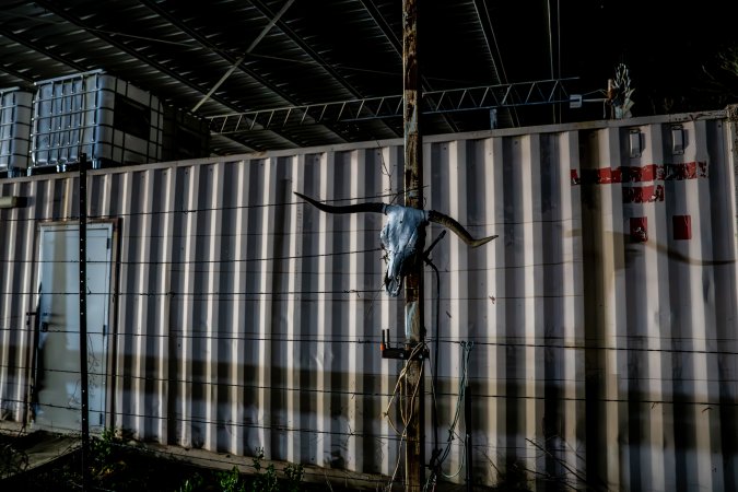 Cow skull mounted on fence outside the Millmerran Meats slaughterhouse