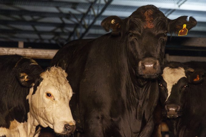 Cows photographed in the holding pens outside Millmerran Meats slaughterhouse