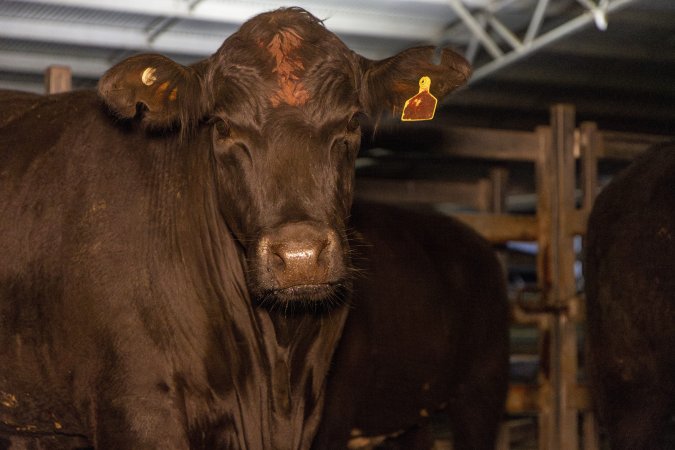 Cows photographed in the holding pens outside Millmerran Meats slaughterhouse