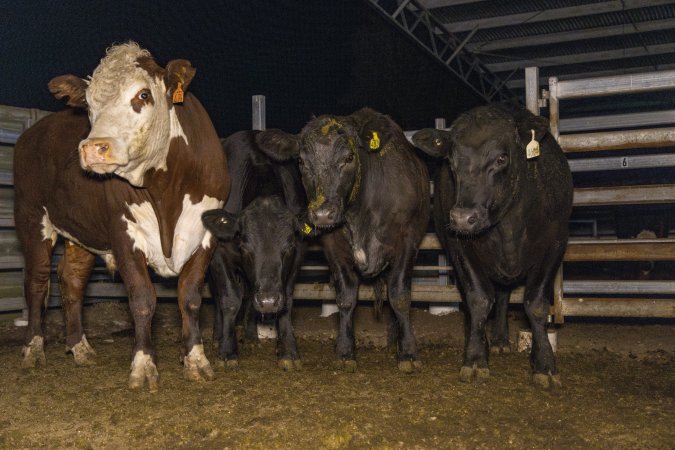 Cows photographed in the holding pens outside Millmerran Meats slaughterhouse