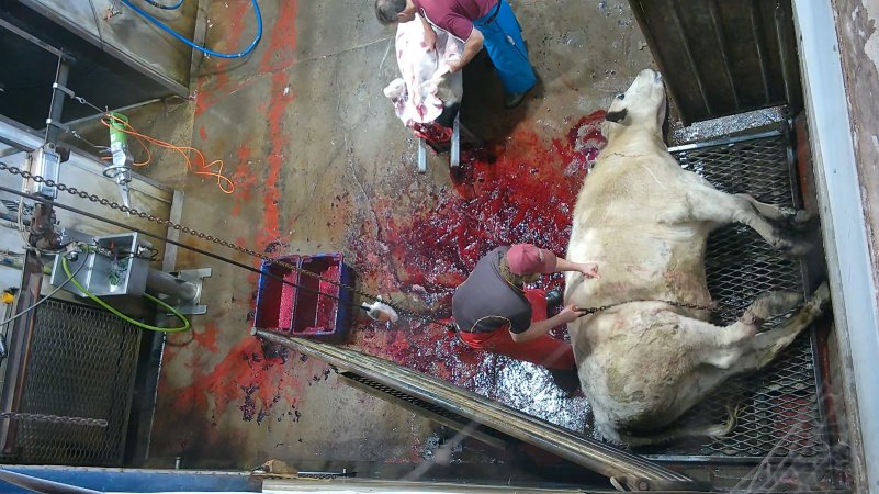 A cow thrashes after being shot