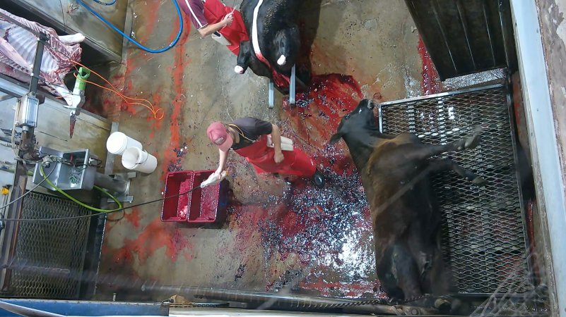 A cow thrashes after being shot