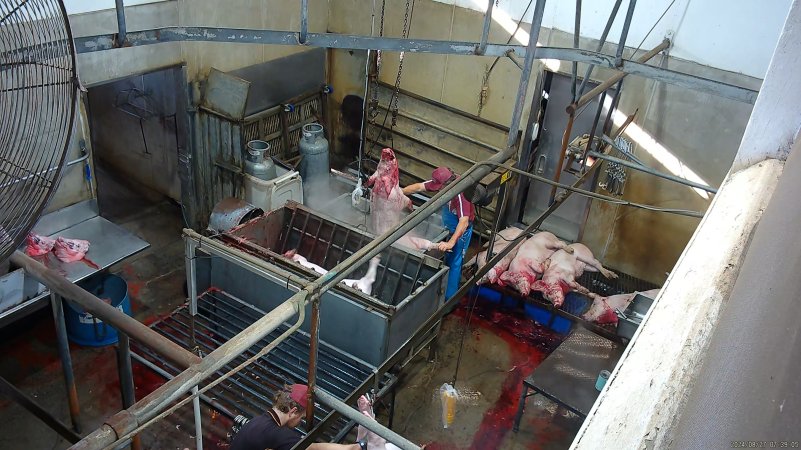 A pig is lowered into the scalding tank