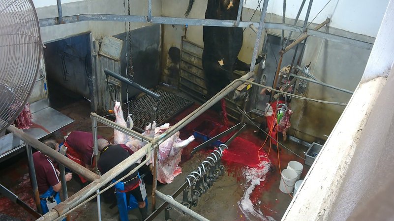 A cow bleeds from the neck while hanging on the shackle line