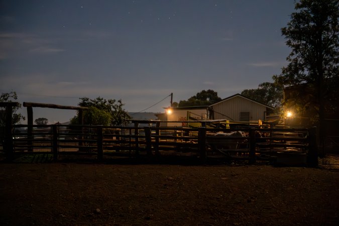 Holding pens outside slaughterhouse