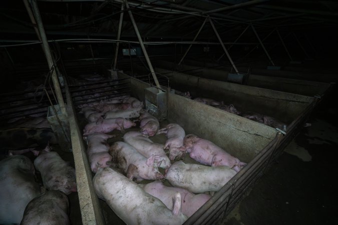 Grower pigs in concrete pens