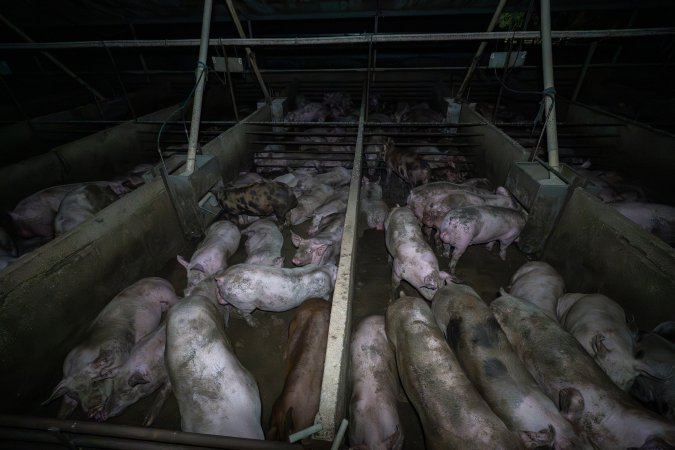 Grower pigs in concrete pens