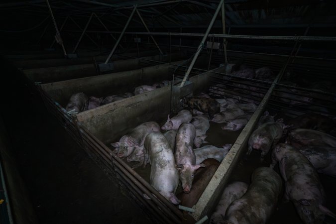 Grower pigs in concrete pens