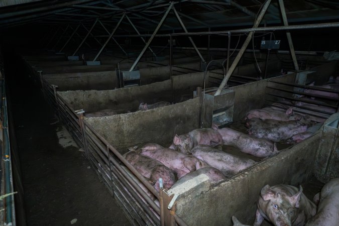 Grower pigs in concrete pens