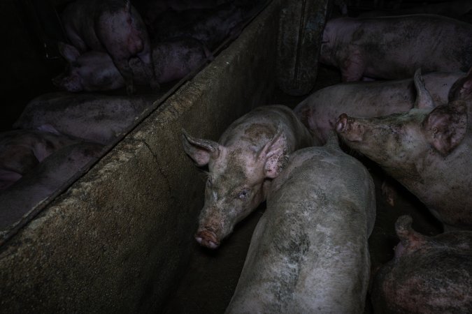 Grower pigs in concrete pens