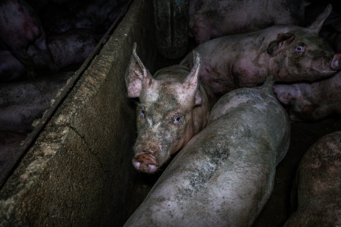 Grower pigs in concrete pens