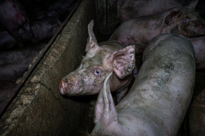 Grower pigs in concrete pens