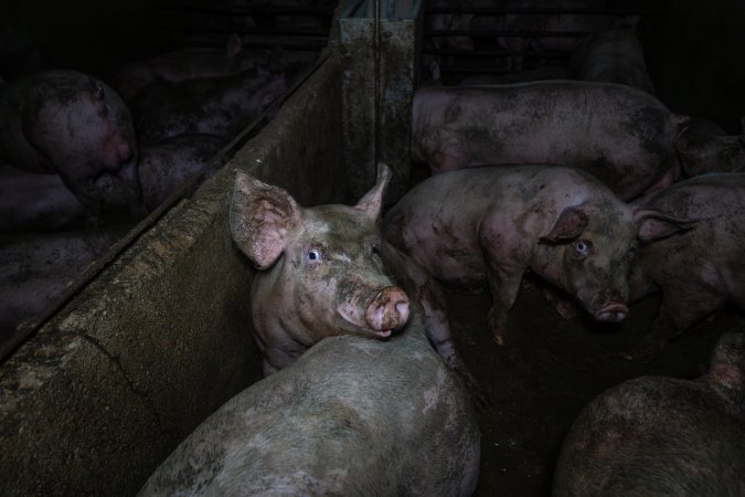 Grower pigs in concrete pens