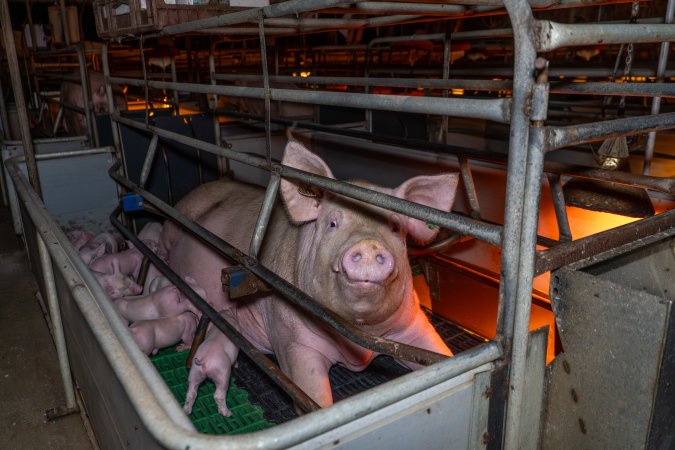 Sow and her piglets in a farrowing crate