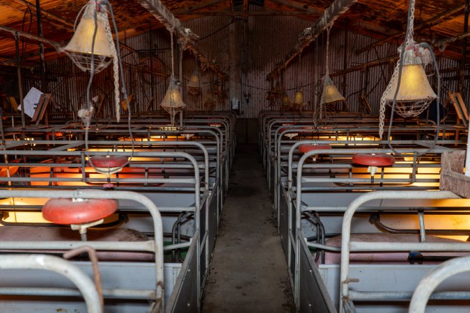 Aisle of farrowing shed