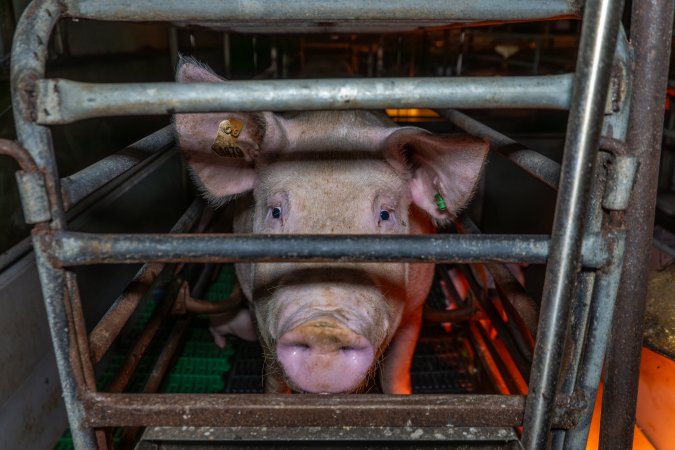 Sow in a farrowing crate