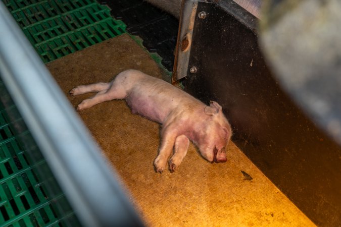 Dead piglet in farrowing crate