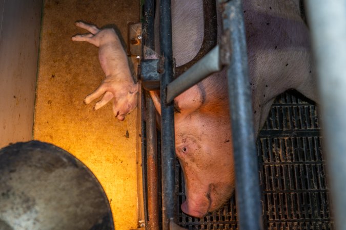 Dead piglet beside their mother in a farrowing crate