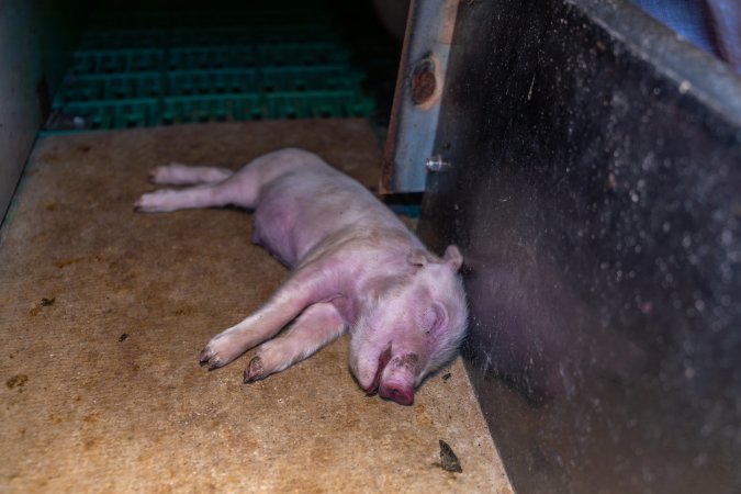 Dead piglet in farrowing crate