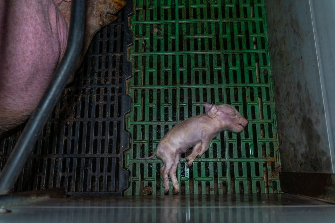 Dead piglet in farrowing crate