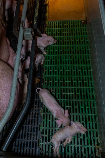 Piglet checking on their dead sibling in farrowing crate