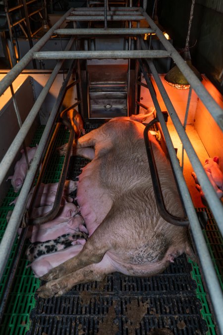 Sow and her piglets in farrowing crate