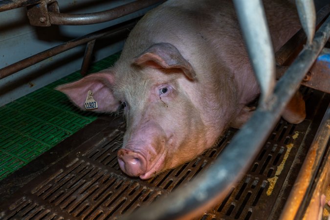 Sow lying down in farrowing crate