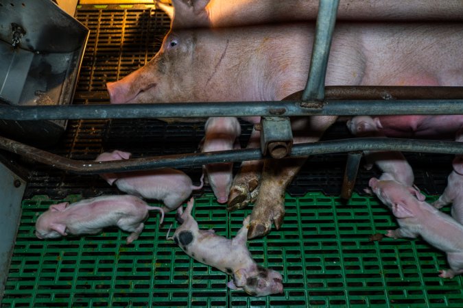 Dead piglet in farrowing crate with their mother and siblings