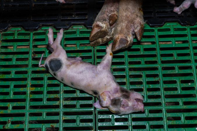 Dead piglet in farrowing crate