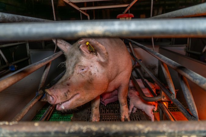 Sow in farrowing crate with her piglets