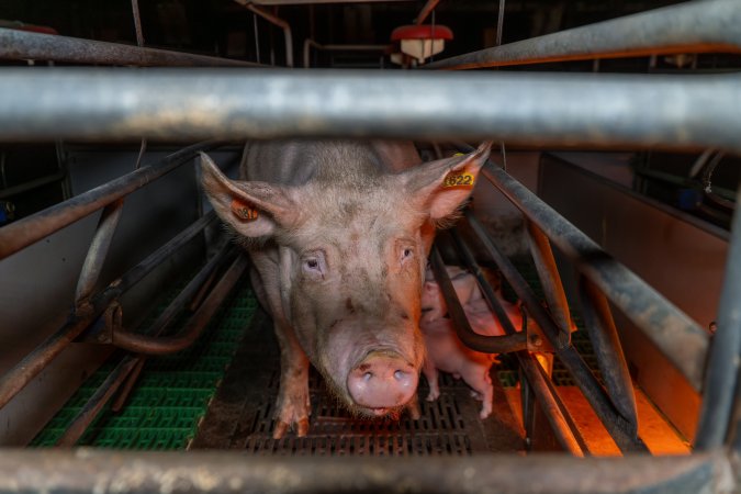 Sow in farrowing crate with her piglets