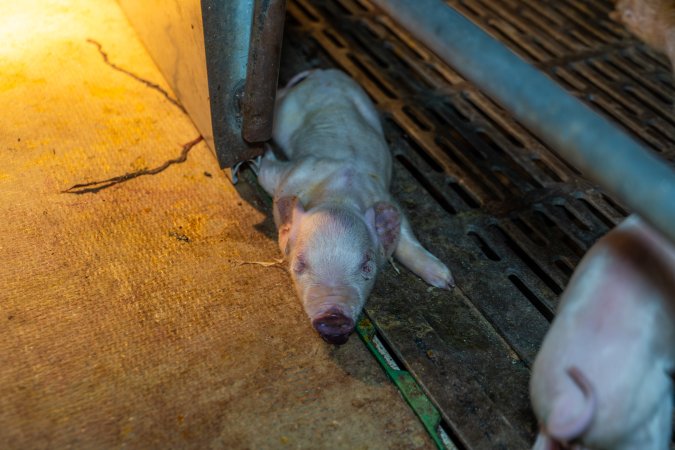 Dead piglet in farrowing crate