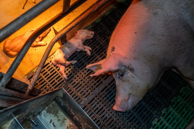 Sow lying next to her dead piglet in farrowing crate