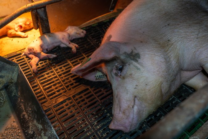 Sow lying next to her dead piglet in farrowing crate