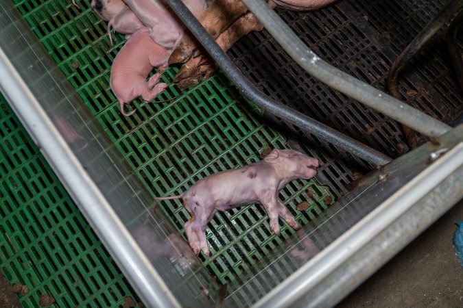 Dead piglet in farrowing crate