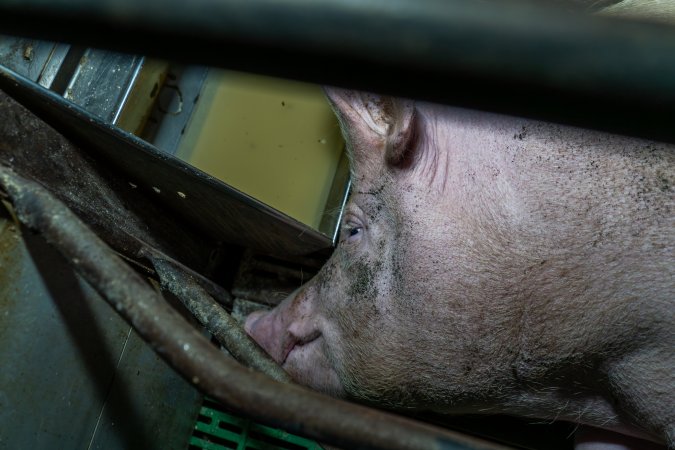 Sow pressed up against the feed trough in farrowing crate