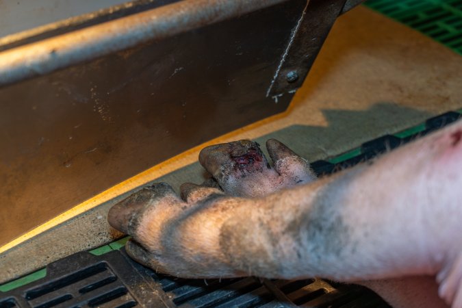 Sow with injured foot in farrowing crate