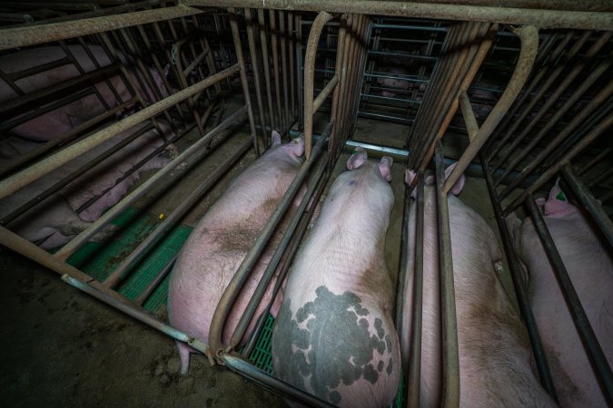 Sows in sow stalls, from behind