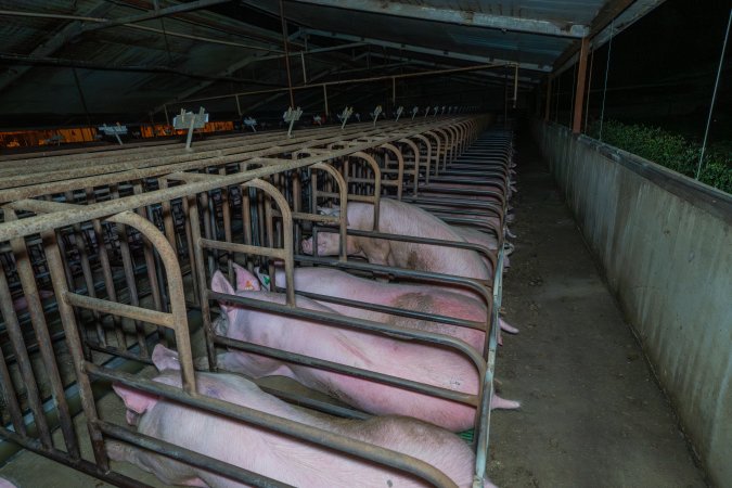 Sows in sow stalls