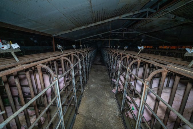 Aisle of sow stall shed