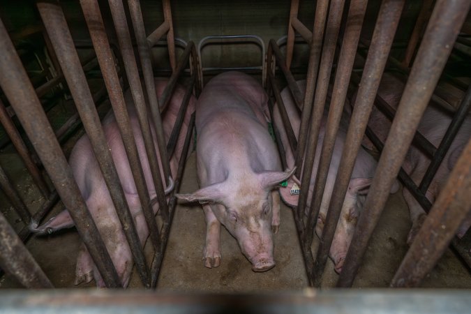 Sows in sow stalls