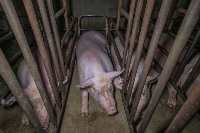 Sows in sow stalls