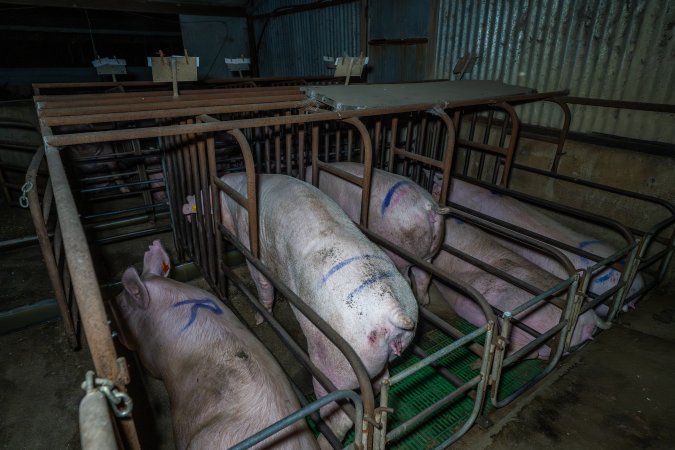 Sows in sow stalls, from behind