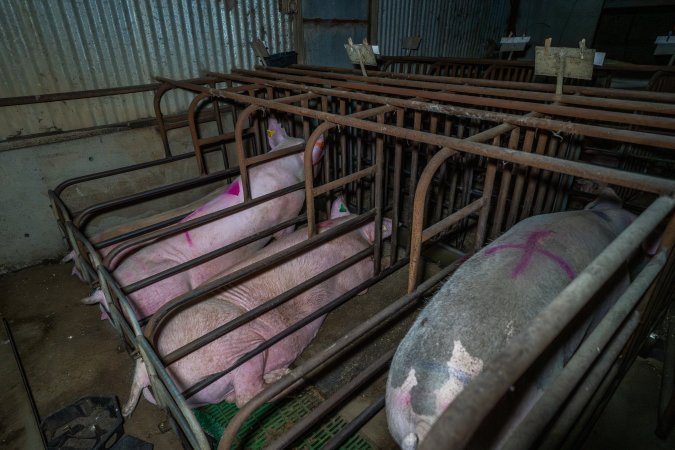 Sows in sow stalls, from behind