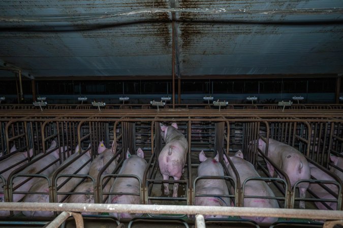 Wide view behind a row of sow stalls