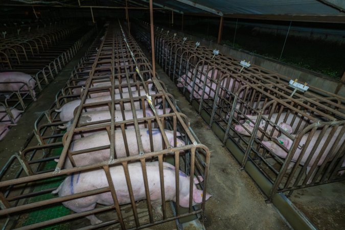 Wide high view of three rows of sow stalls