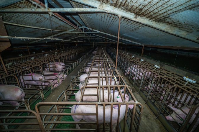 Wide high view of three rows of sow stalls