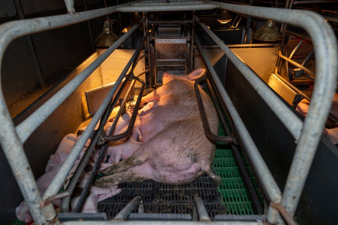 Sow in farrowing crate with piglets