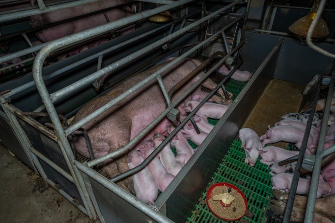 Sow in farrowing crate with piglets