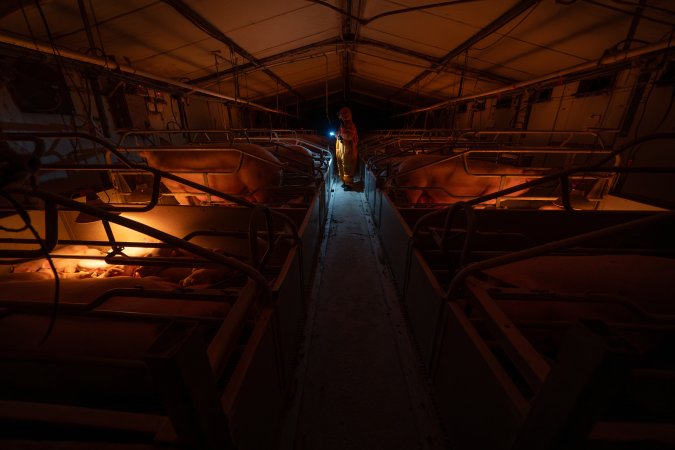 Investigator walks down the aisle between farrowing crates